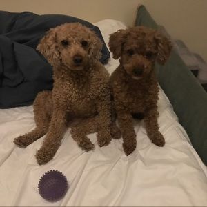 Meet your Posher, Leira